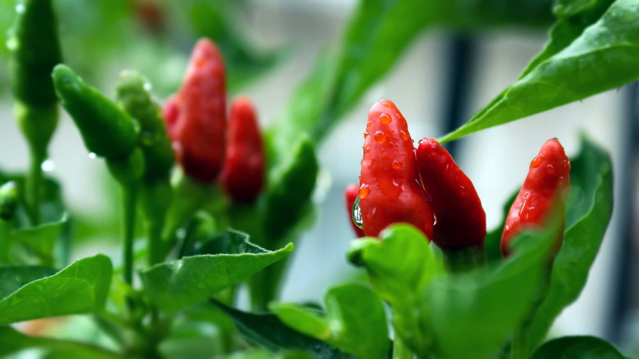 chilli plants with red chillis close up