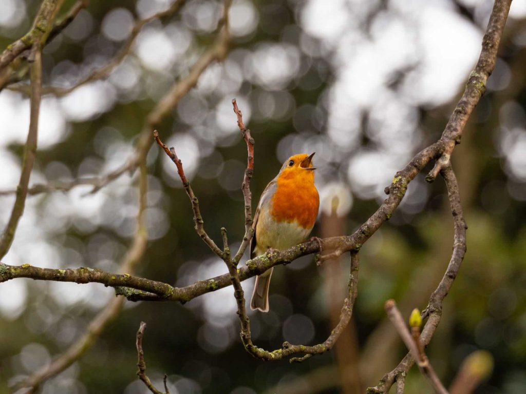 robin in a tree singing