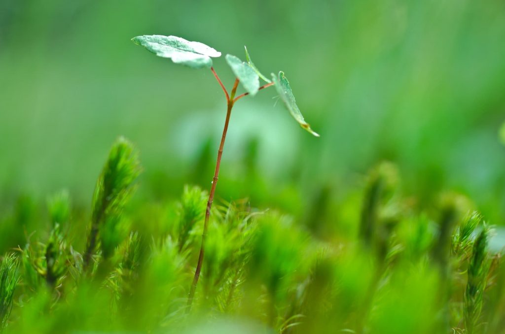 plant a tree for 30 days wild