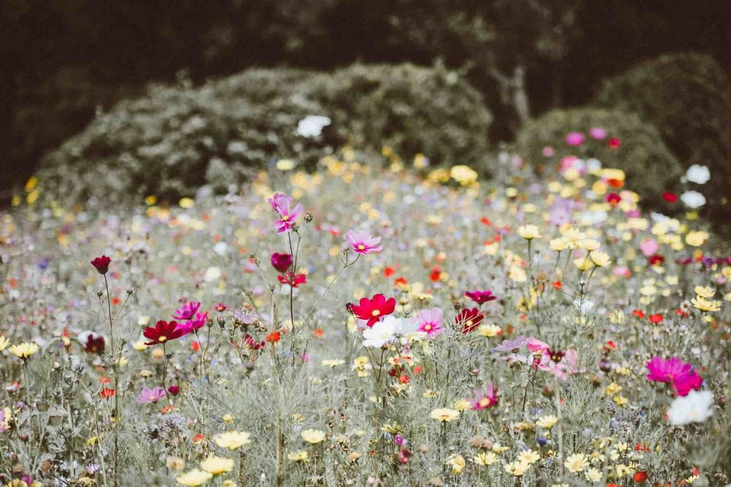 wildflowers in a garden