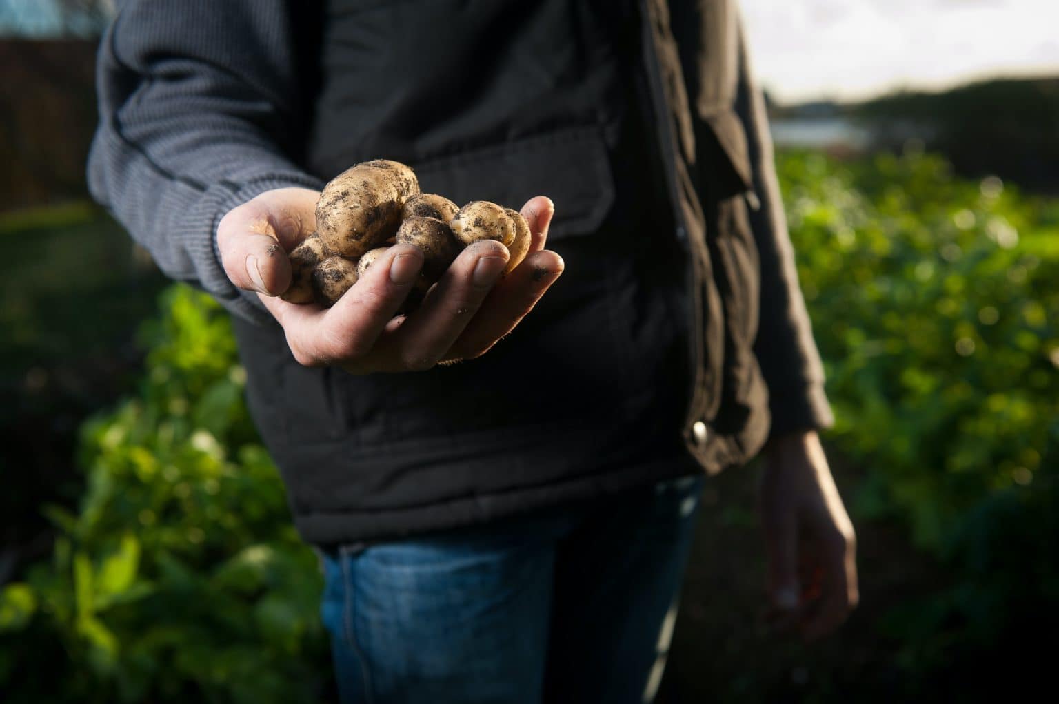 man in black jacket standing in field holding muddy potatoes