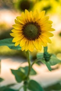 yellow sunflower gardening with children