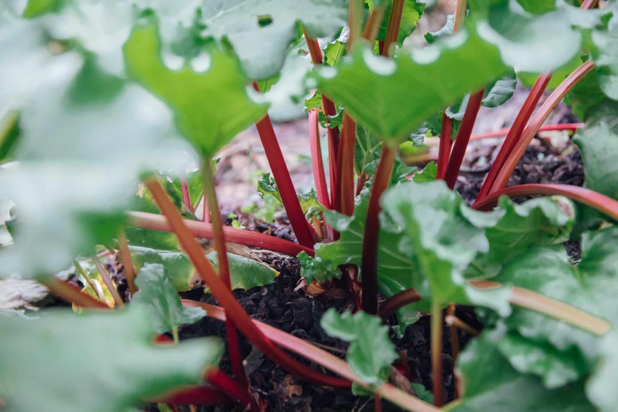 Sticks of rhubarb growing in the ground