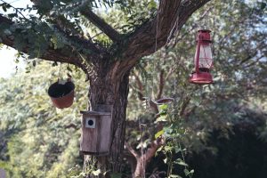 bird feeders and bird house hanging from a tree