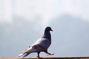 pigeon strutting along a wall