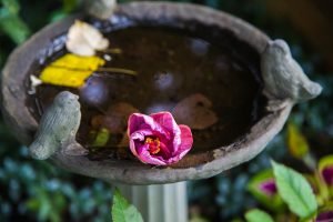 bird bath with a pink flower floating in it