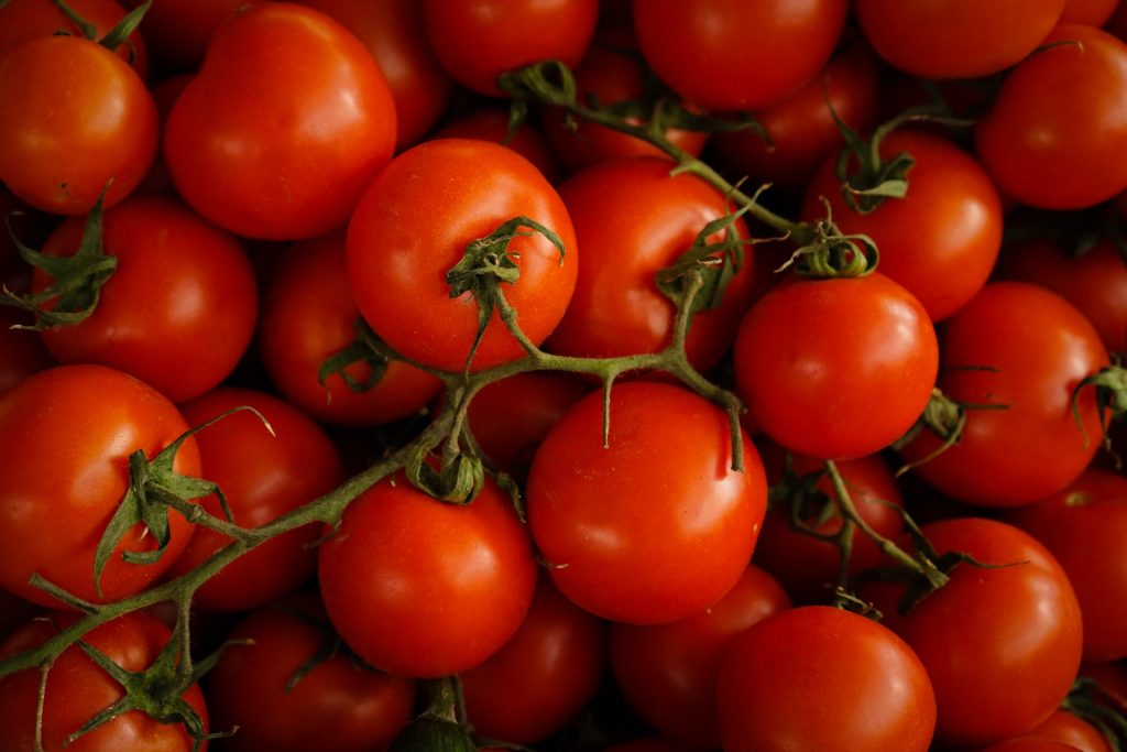 A pile of tomatoes, which are in season in the uk in June, still on vines