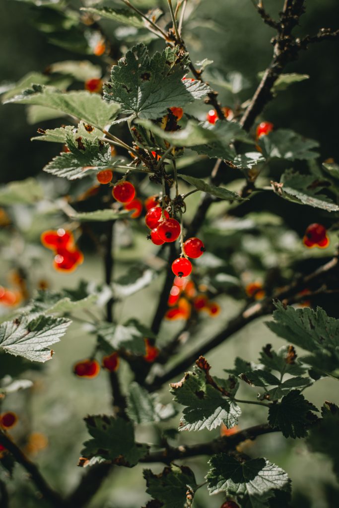 redcurrants growing on a bush