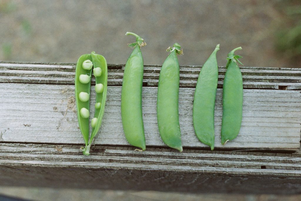 4 pea pods, one split open, on a wooden background