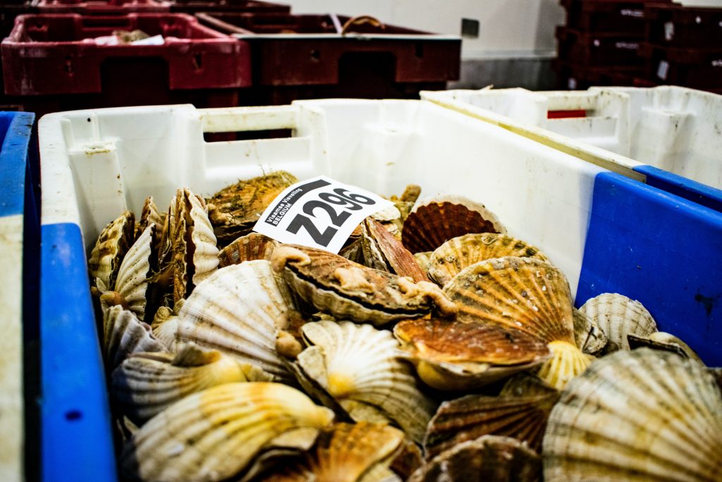 a tray full of scallops, which are in season in the uk in August
