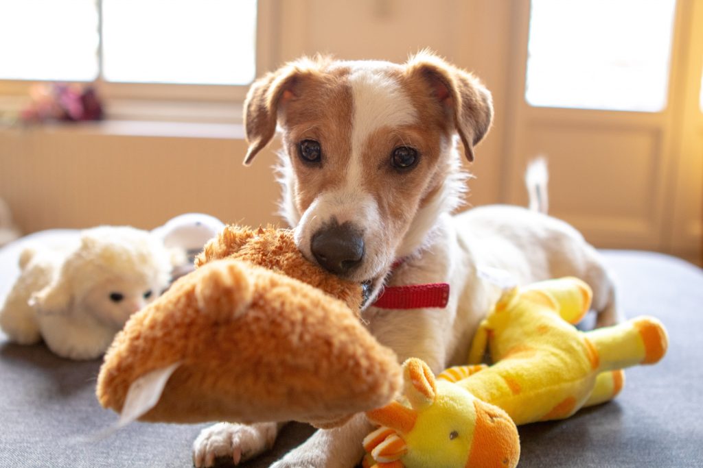 eco-friendly dog toys - dog sitting on bed with lots of soft toys