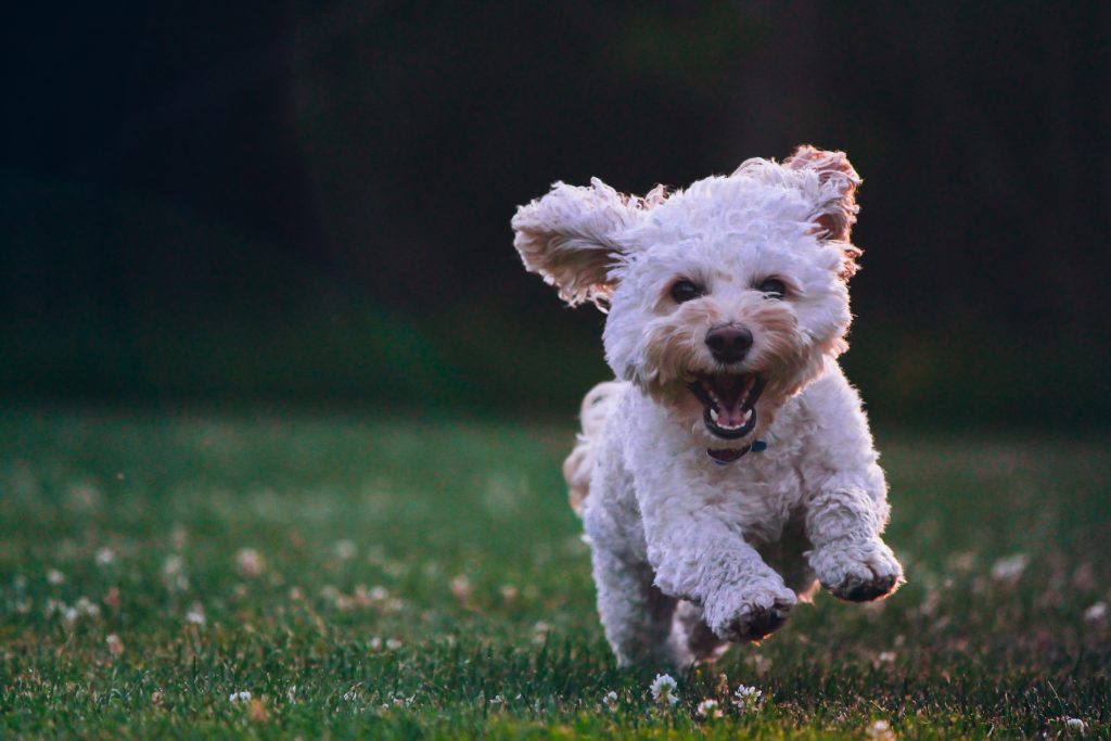 white dog bounding across a field