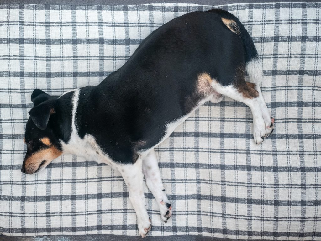 dog laying fast asleep on blue tartan patterned bed