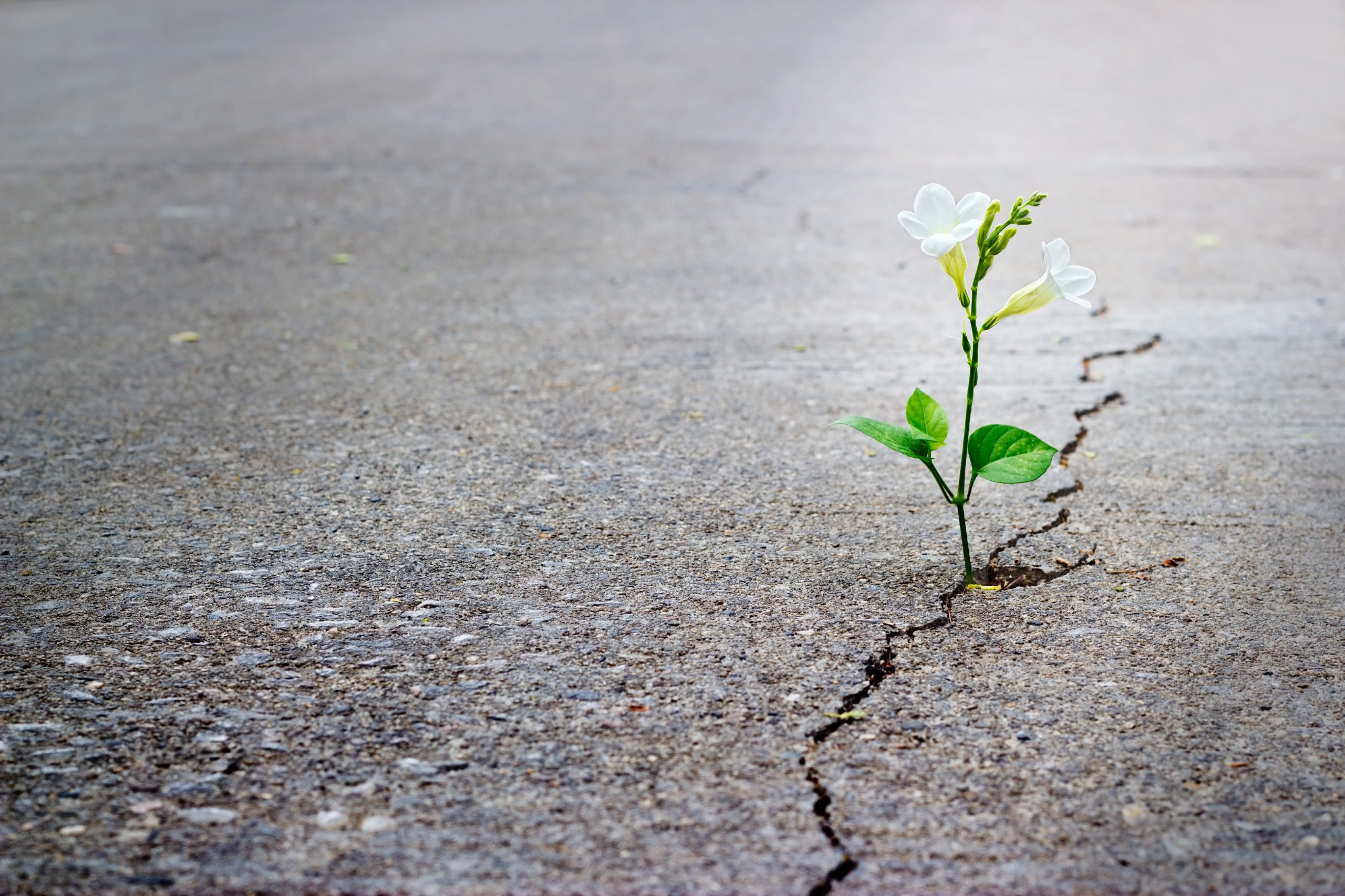 plant growing through a crack in the dry earth to symbolise good news overcoming bad