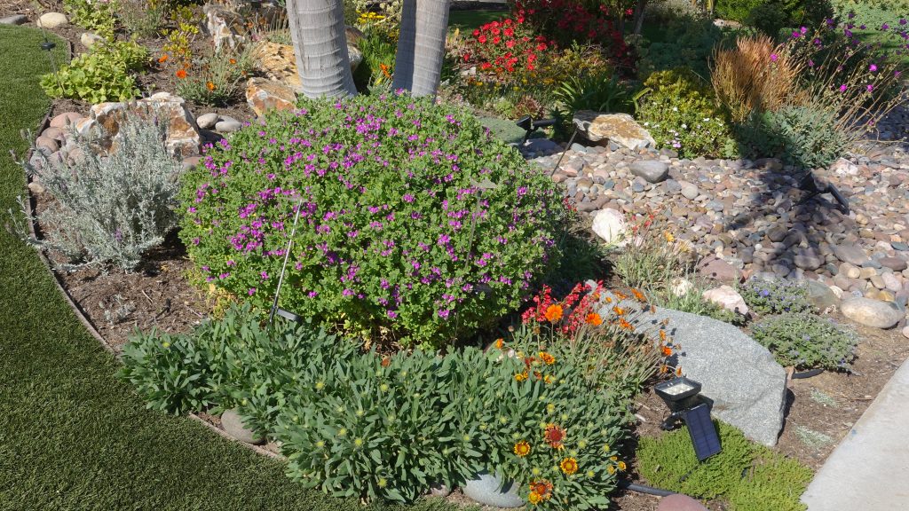 a drought resistant garden can help save energy at home