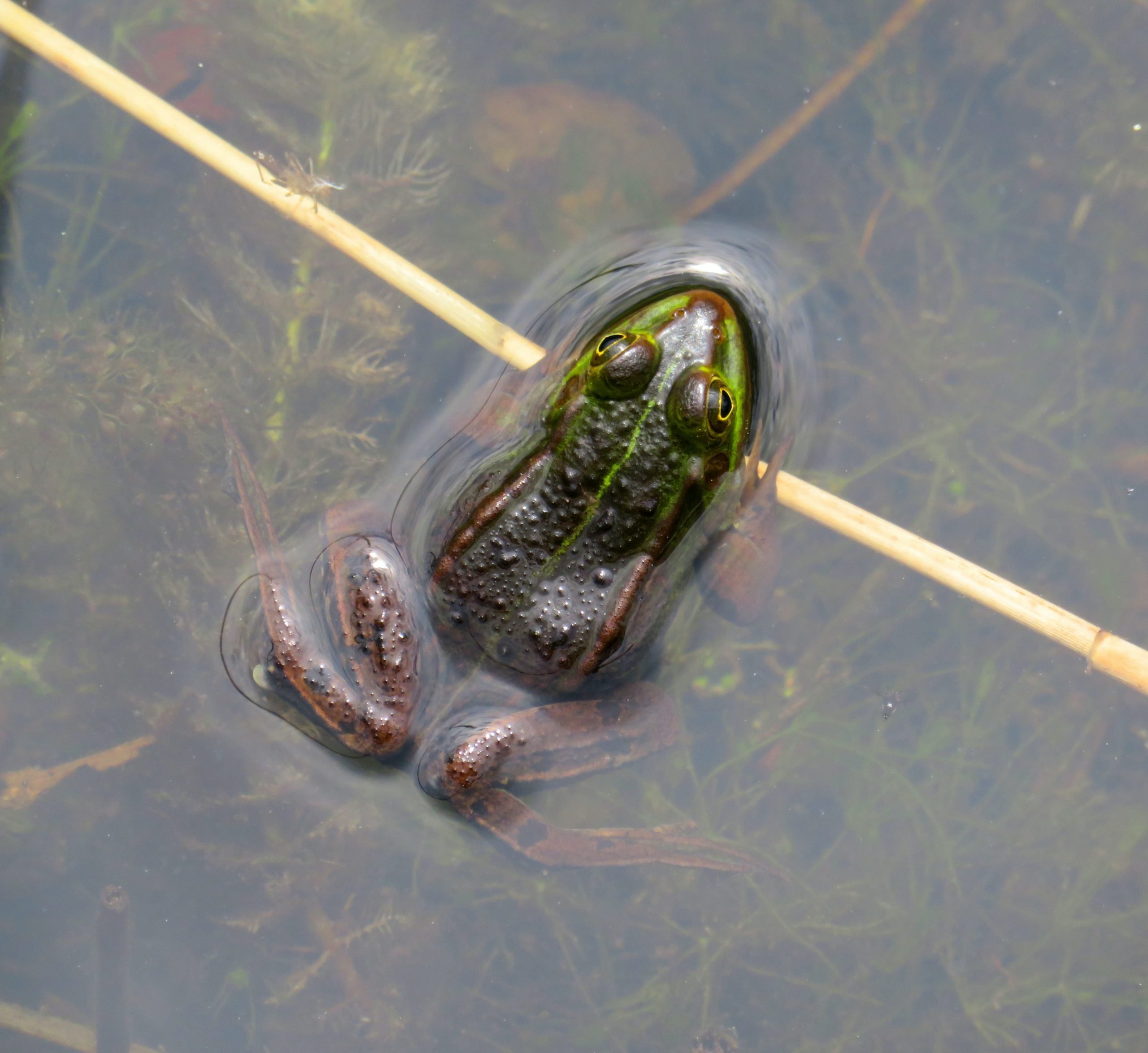 garden pond frog