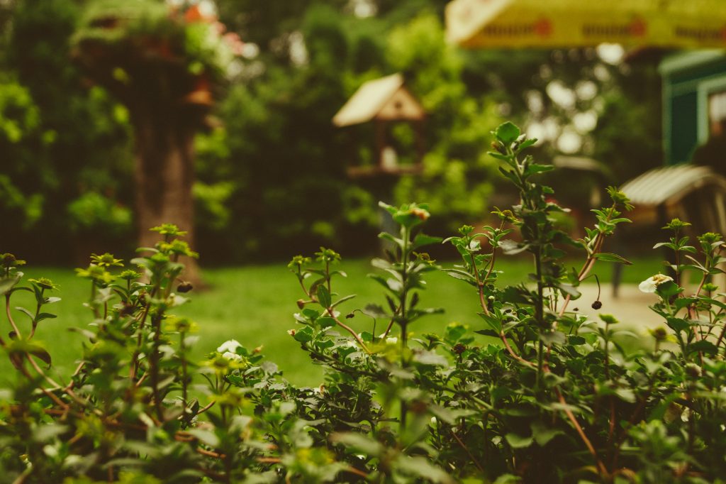 view of a garden from within the foliage