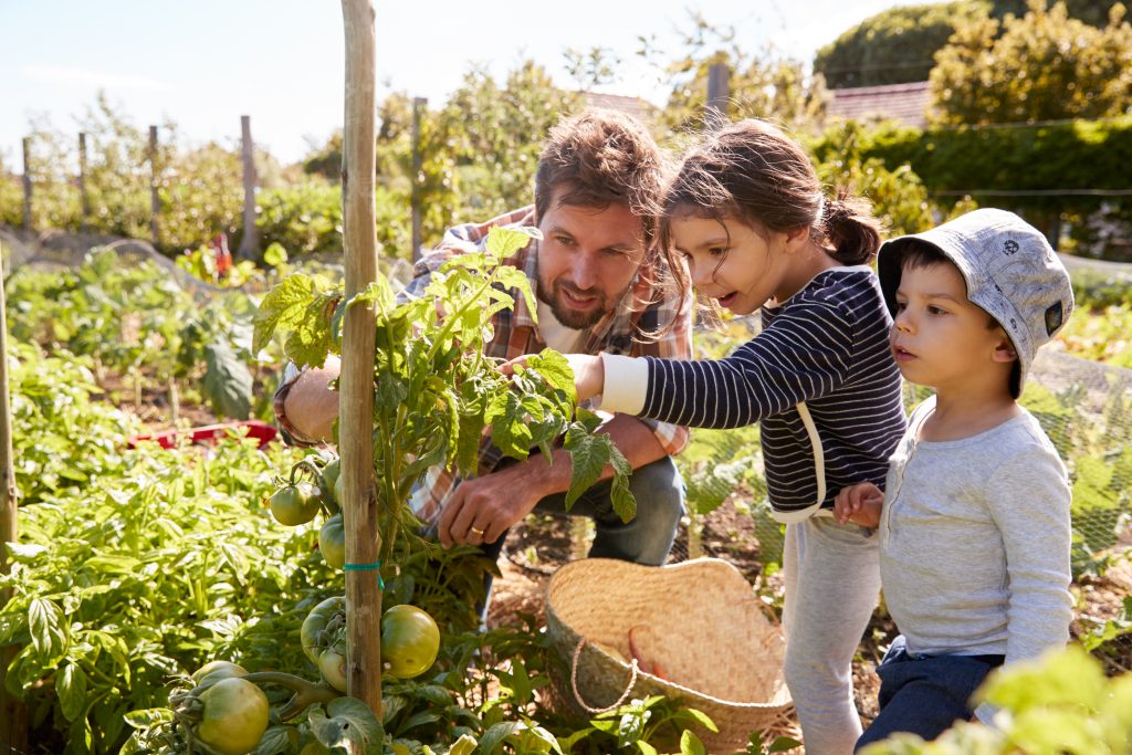 children and their father enjoyinf allotment gardening together