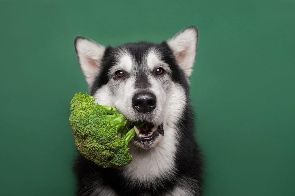 a dog holding a piece of broccoli in its mouth