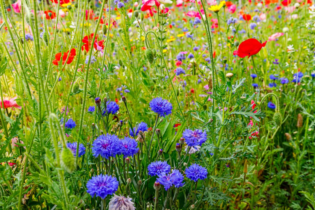 wildflower garden in a school to make it greener